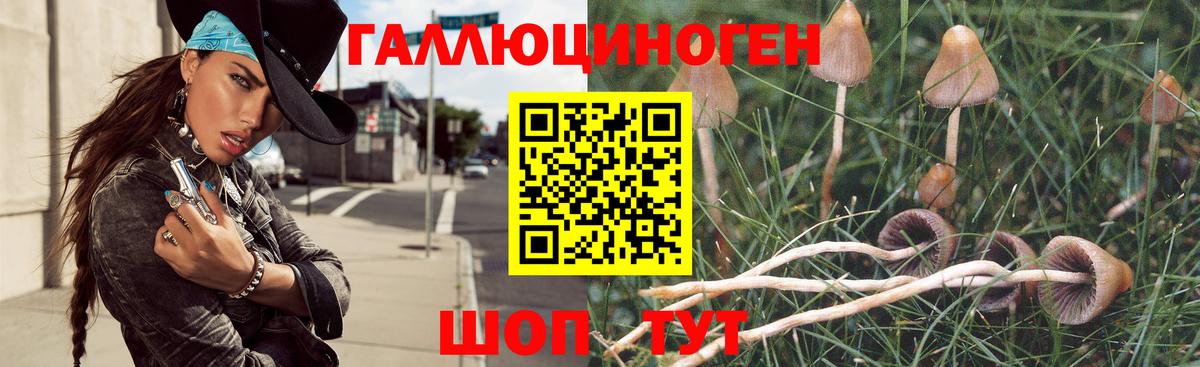 Псилоцибиновые грибы Psilocybe Котовск